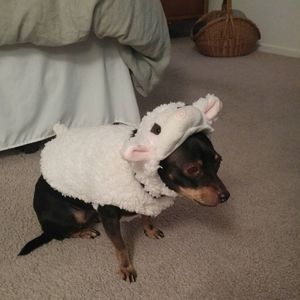 Xs dog sheep costume